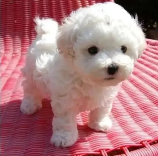 POODLE MICRO TOY (Fêmea e Macho) Aceito Cartão 