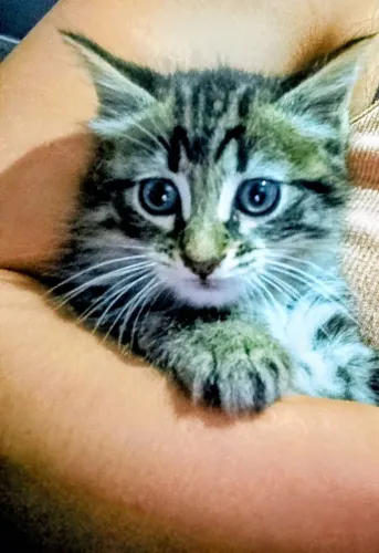 Gata fêmea pra doação responsável