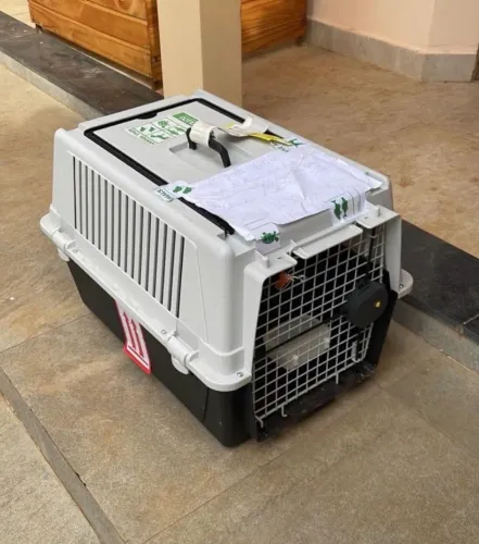 caixa de transporte Ferplast Atlas 40 Professional, indicada para cães médios.