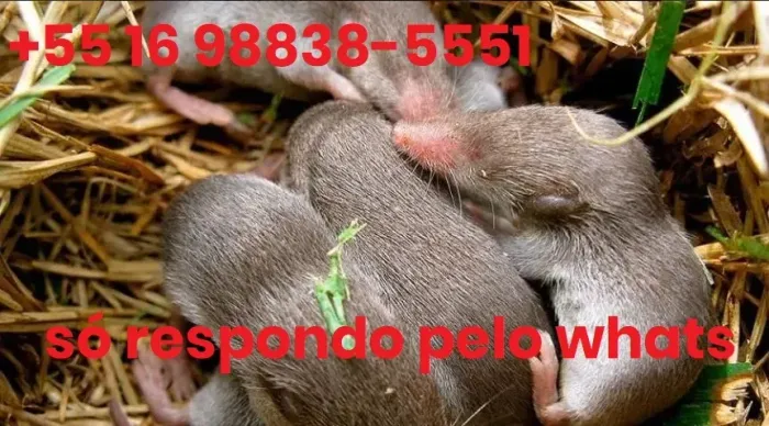 Topeiras (só respondo no numero da foto)