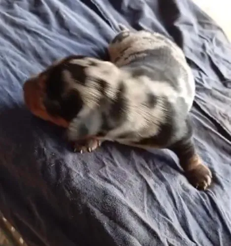 Basset teckel encantador 