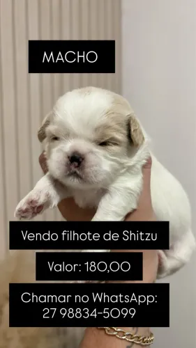 FILHOTE SHITZU BRANCO