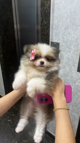 vendemos lulu alto padrão 