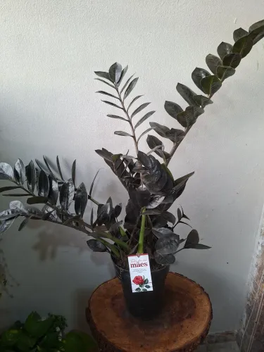 Zamioculca Preta 