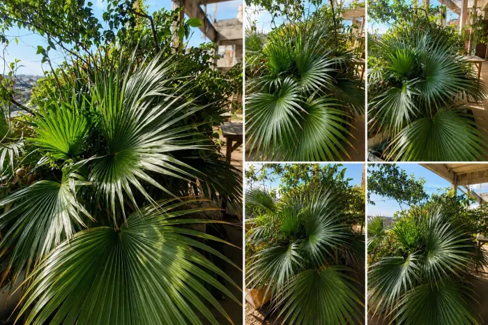 Palmeira leque de Califórnia