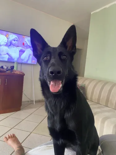 Filhote de pastor Malinois e pastor alemão  