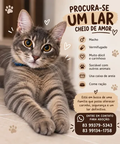 GATO PARA ADOÇÃO