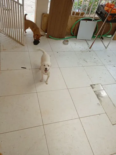 Cachorro para doação