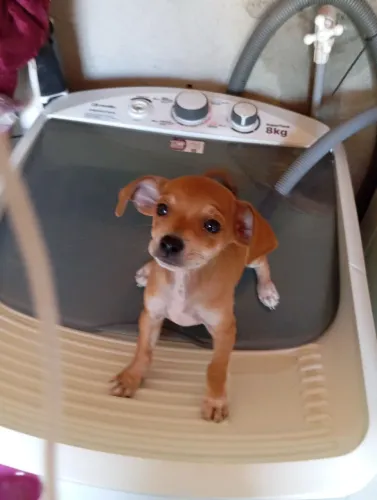 Pinscher 1, macho caramelo