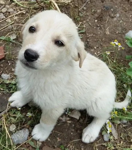 Filhotes de Labrador | Uma escolha cheia de possibilidades!