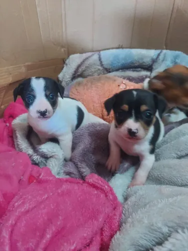 Lindos filhotes machinhos!