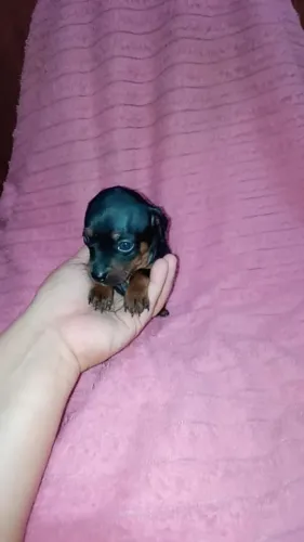 Pinscher zerinho fêmea.