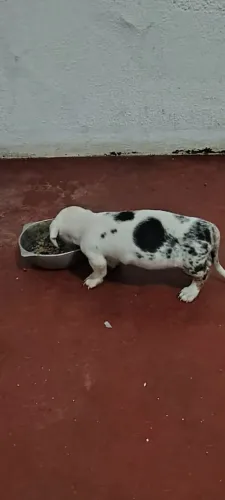Cachorro Dachshunds