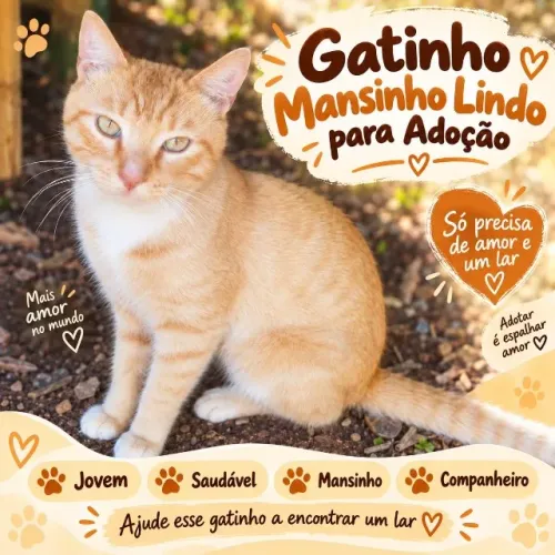 Gatinho mansinho e docil para adoção rapida