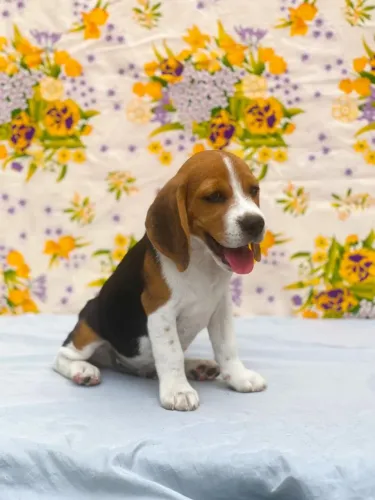 Filhote de beagle