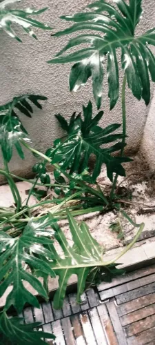 Planta Guaimbê