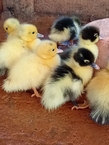 Patinhos para vender