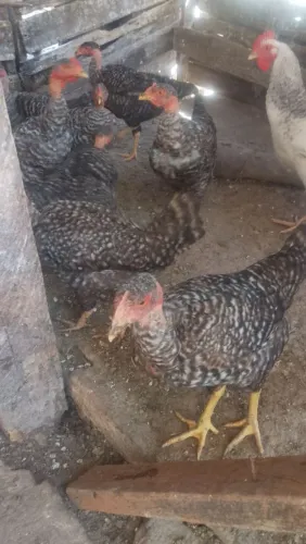 VENDO FRANGAS QUASE EM POSTURA