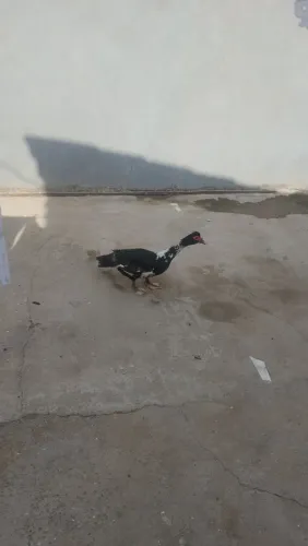 Vendas patas