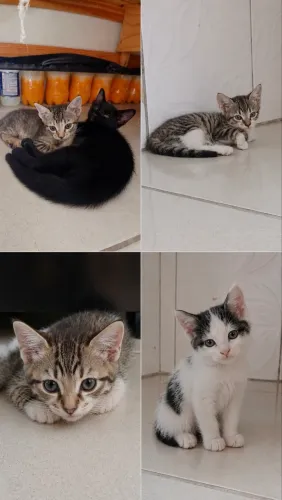 Doa se gatinhos