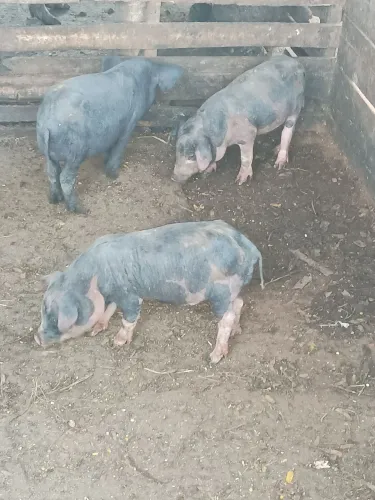 Leitões