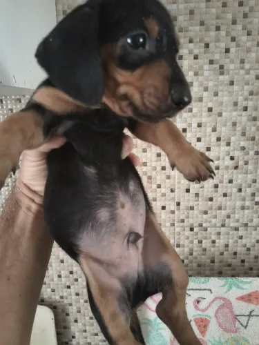 SALSICHA MACHO E FÊMEA