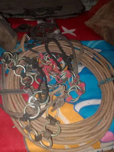 Traia de cavalo 300$