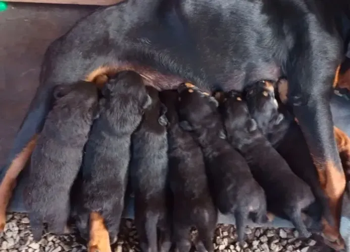 Filhote Rottweiller