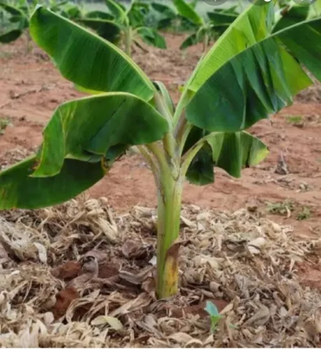 Doa muda de banana