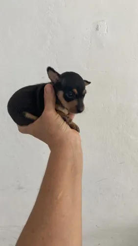 Pinscher miniatura 