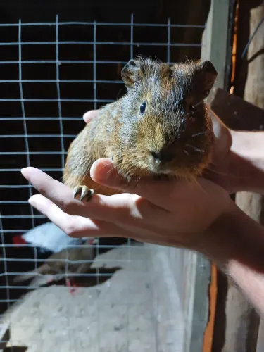 Porquinhos da Índia
