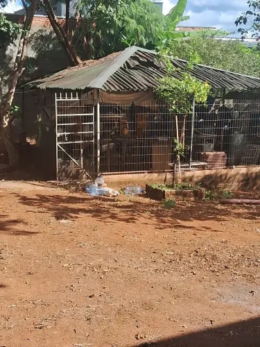 Viveiro ou galinheiro 5x8 todo telado coberto outro 2x2 grátis, retirada conta comprador.