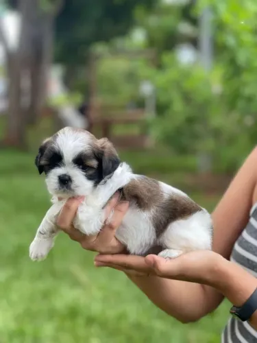 Filhotes de Lhasa Apso | Um Novo Companheiro Espera por Você