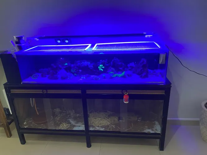 Aquário marinho + terrário 