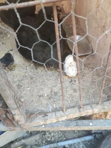 Vendo galinhas garnizer nagazaqui