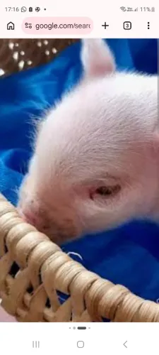 Mini pig