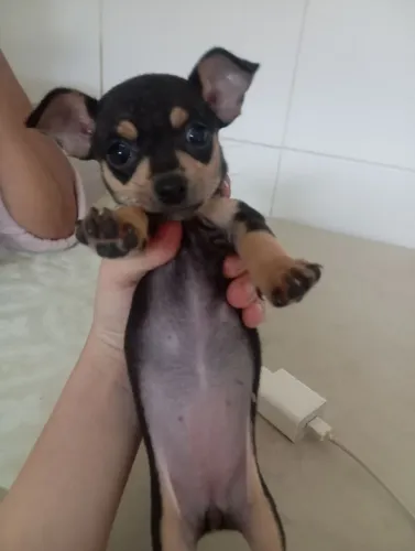 Cachorrinha Pincher por 1.000 reais 