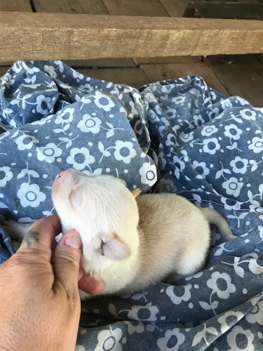 Lindos filhotes de pinscher zero 700 reais machinho fêmea 950 reais puros zerinho 