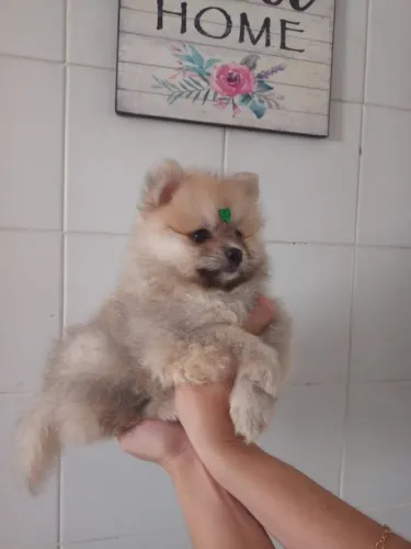 Fêmea Lulu Da Pomerânia Bege