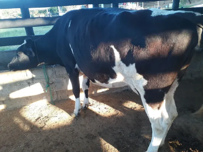 Vaca