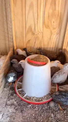 Codornas chinesas importadas (venda de 10 unidades)