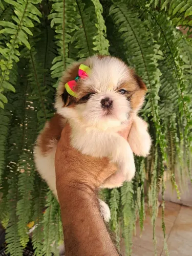 Shihtzus mini para reserva dia 8/10 verdadeiro encanto
