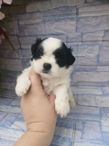 Shitzu mini