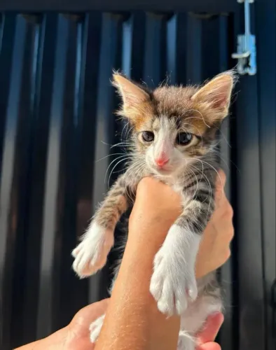 gatinho macho para adoção responsável