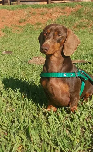 Macho dachshund disponível para cobertura