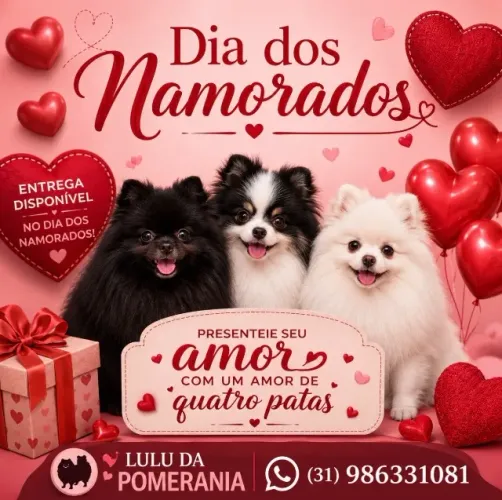 Filhotes lulu da pomerania
