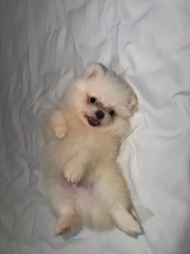 Spitz alemão Lulu da pomerania anãozinho