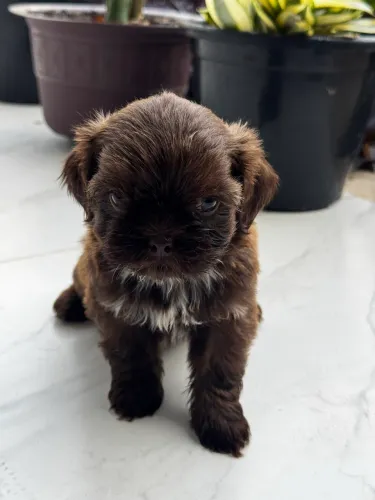 Shihtzu fêmea chocotan - pedigree CBKC