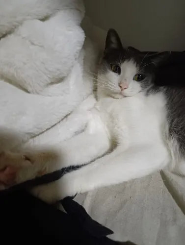 GATA PARA ADOÇÃO RESPONSÁVEL ?