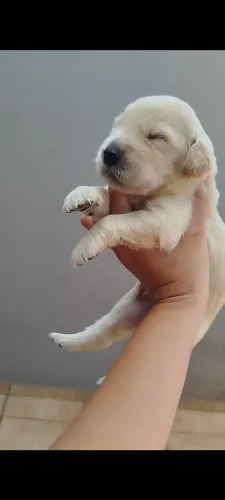 Golden Retriever 